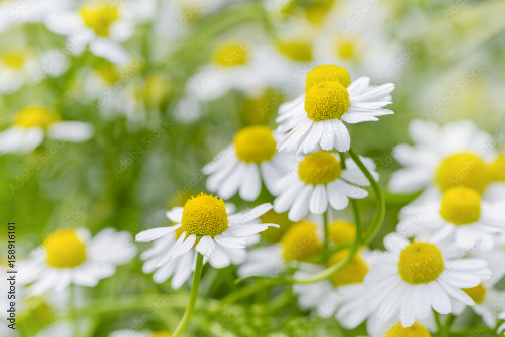 Wild Chamomile flowers growing on meadow. Close up of wild herbal flowers. Wild Chamomile flowers growing on meadow. Close up of wild herbal flowers.