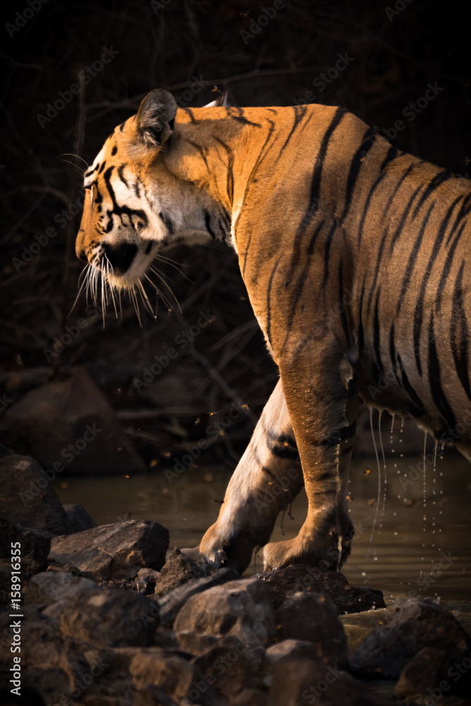 Obraz premium Bengal tiger exits water hole dripping wet