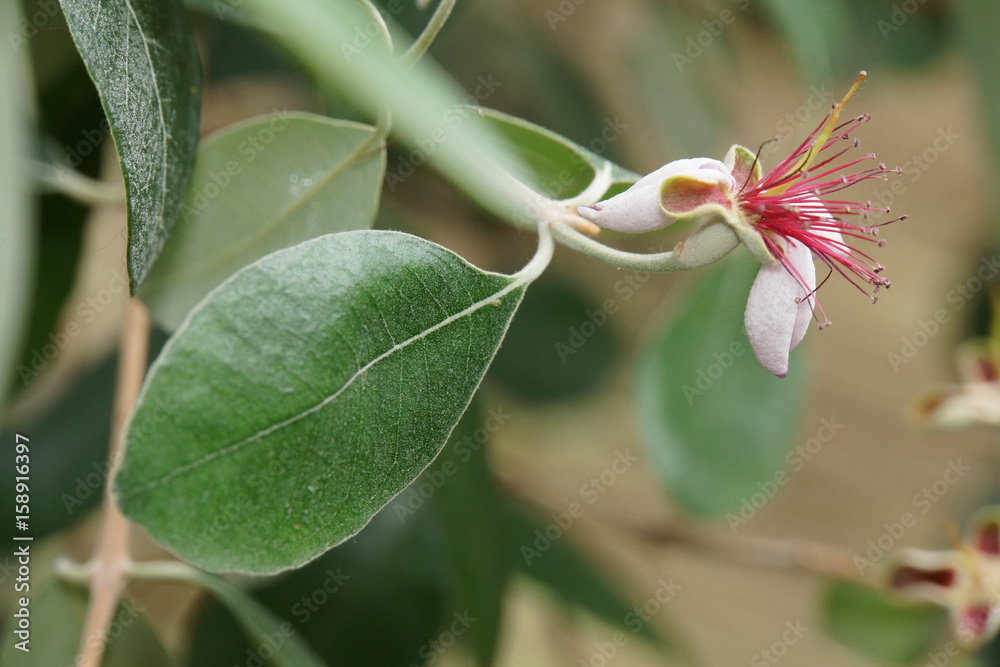 kleine Blüte einer Ananas-Guave (Acca sellowiana) kleine Blüte einer Ananas-Guave (Acca sellowiana)