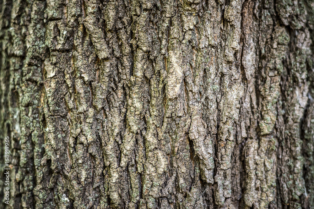 Background. Texture of the bark of a tree on the whole frame. Horizontal frame Background. Texture of the bark of a tree on the whole frame. Horizontal frame