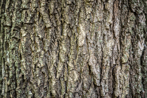 Background. Texture of the bark of a tree on the whole frame. Horizontal frame