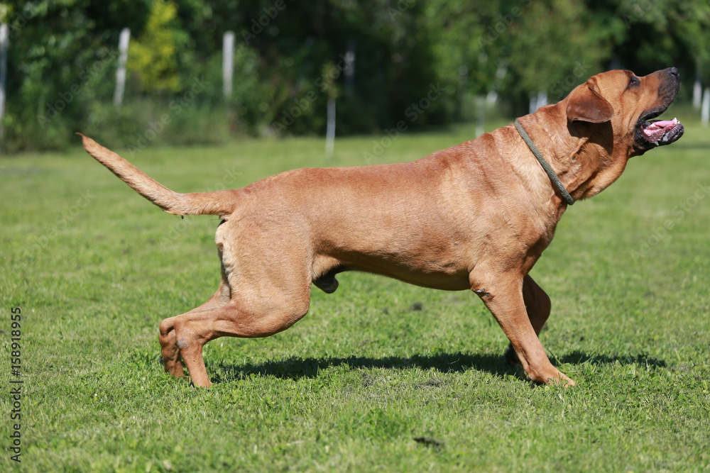 Samurai shepherd canine playing on pasture