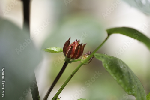 Rosella, Jamaican sorel, Roselle, Rozelle, Sorrel, Red sorrel, Kharkade, Karkade, Vinuela, Cabitutu photo