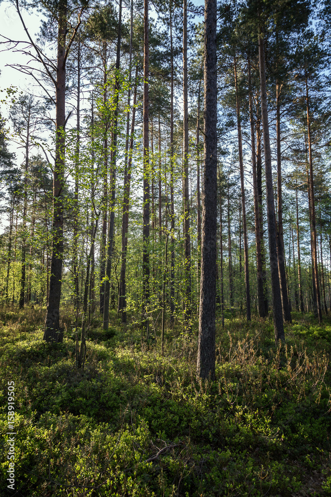 Trees and plants in a lush and verdant forest in the evening in Finland in the summertime.