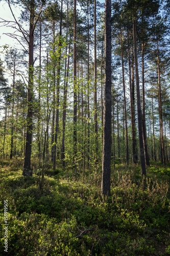 Trees and plants in a lush and verdant forest in the evening in Finland in the summertime.