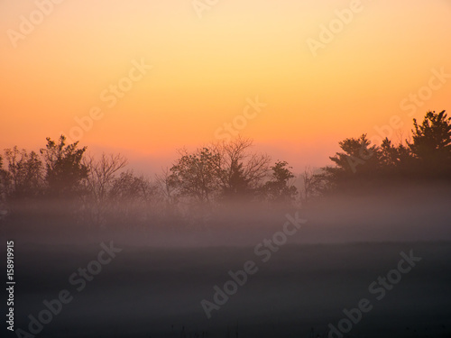Trees in the Distance