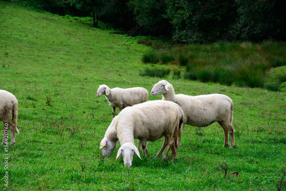 Herd of sheeps Herd of sheeps
