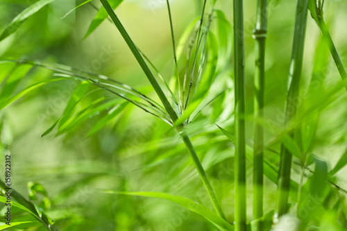 Green bamboo background