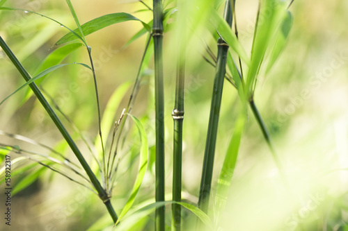 Green bamboo background