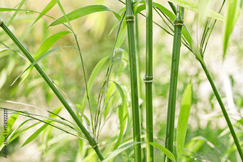 Green bamboo background