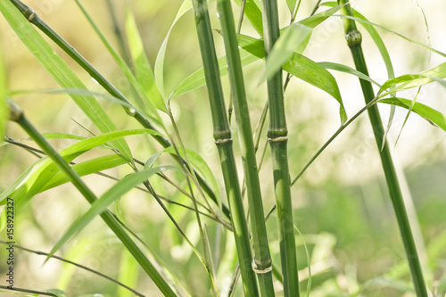 Green bamboo background