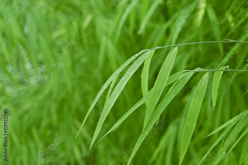 Green bamboo background