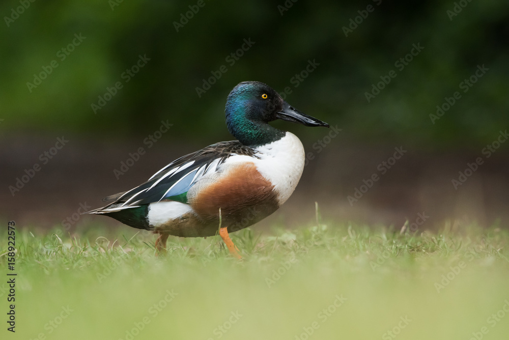 Northern Shoveler, Shoveler, Anas clypeata Northern Shoveler, Shoveler, Anas clypeata