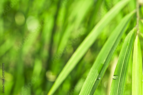 Green bamboo background