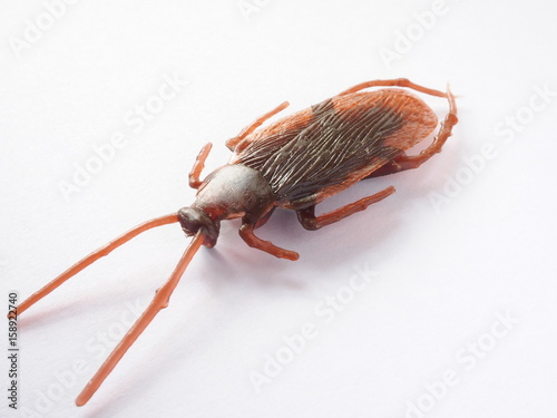 synthetic rubber cockroach on white background photo