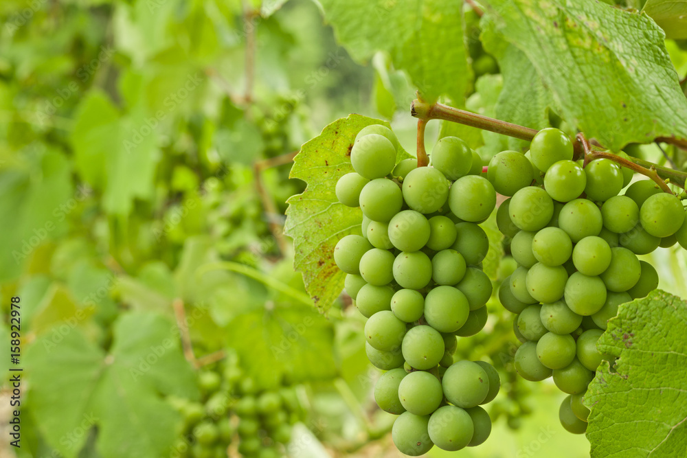 Green grape vine