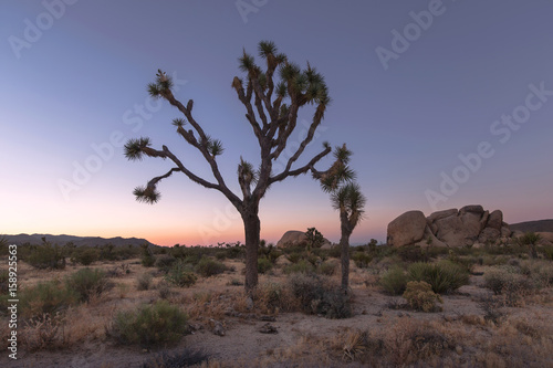 Joshua tree national park  California