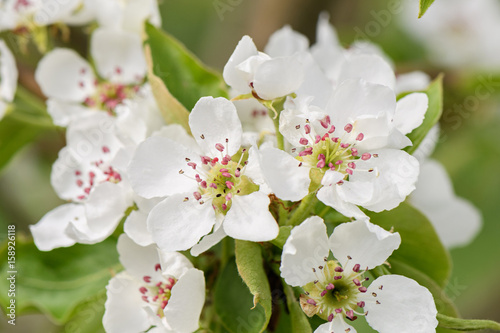 White Apple blossoms on a branch macro on blurry background