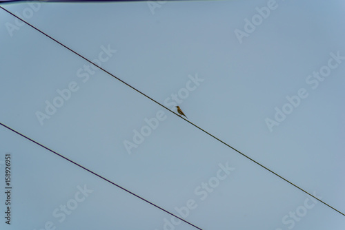 Bird on wire