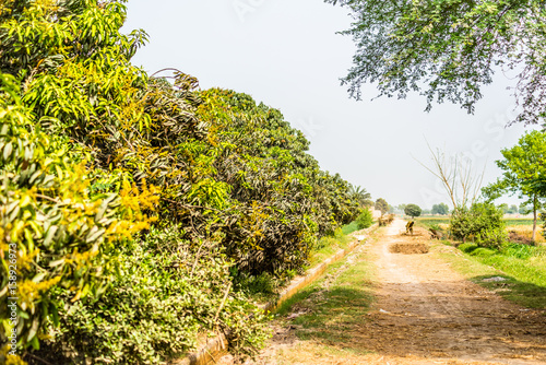 Punjab Village Pakistan