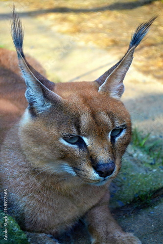 Lynx