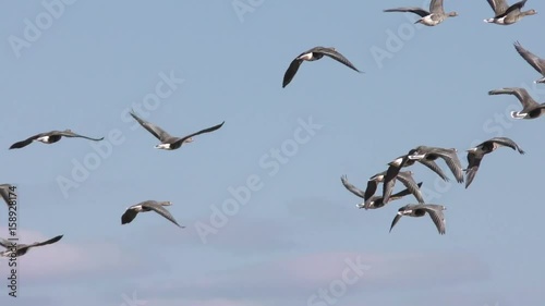 Wild goose fly off in the sky close-up - shoot travel zoom lens. Barnacle goose and white-fronted goose grazing on meadow. Flock of wild birds geese spring migration. photo