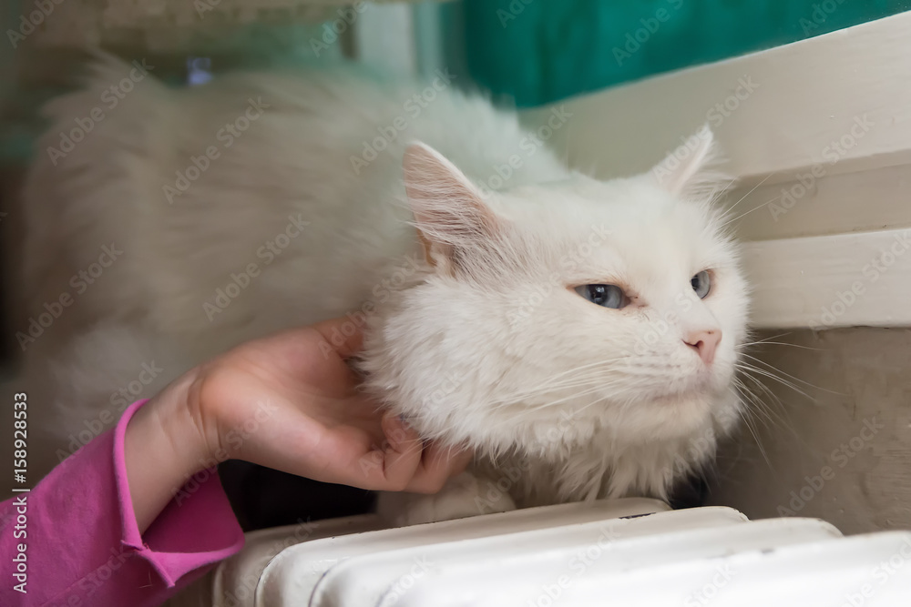 Naklejka premium Cat enjoying cuddling