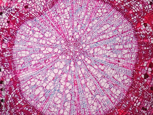 Cross sections of plant stem under microscope view