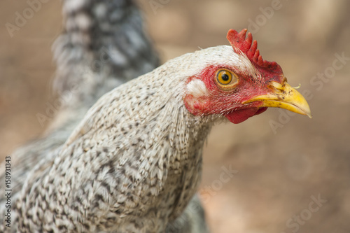 Costa Rican Rooster