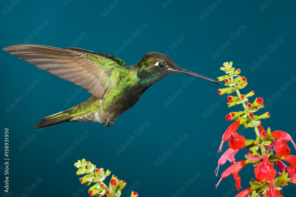 Fototapeta premium An adult female magnificent Hummingbird (Eugenes fulgens) feeding on a penstamen