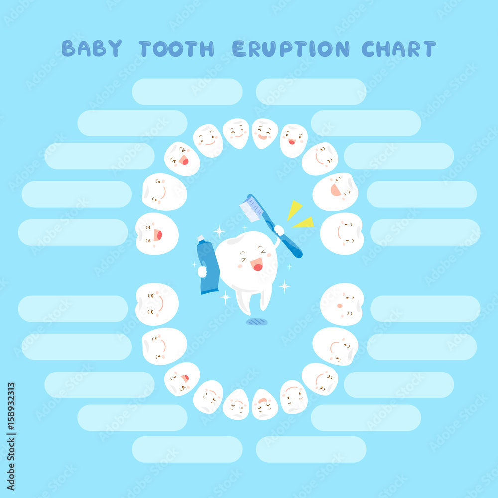 cartoon baby tooth eruption chart Stock Vector | Adobe Stock