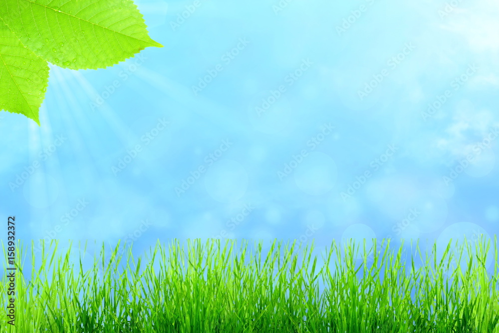 Obraz premium Green wheat grass isolated on sky background with space for text
