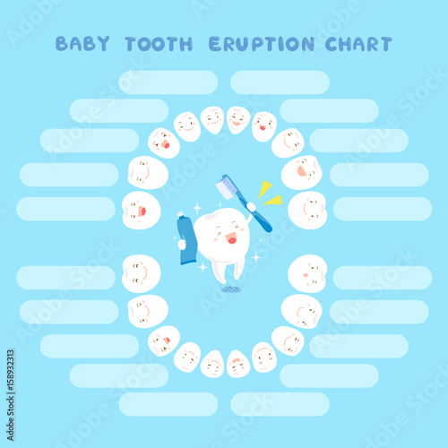 cartoon baby tooth eruption chart
