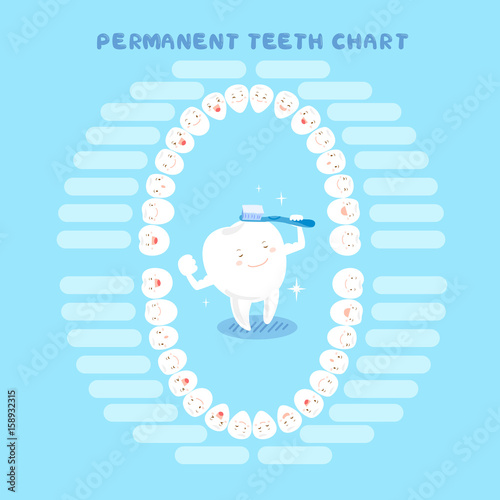 cartoon permanet eruption chart
