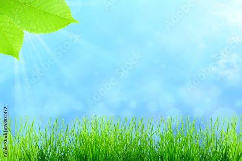 Green wheat grass isolated on sky background with space for text