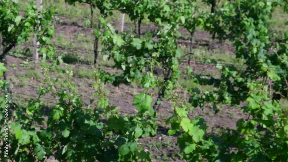 Aerial view on vineyard. Low DOF. Aerial view on vineyard. Low DOF.