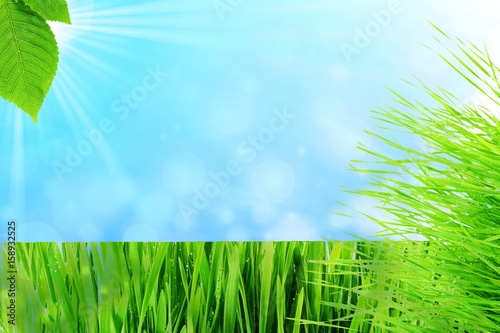 Green wheat grass isolated on sky background with space for text