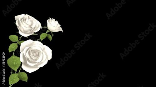 Blooming White Rose flowers, 3D animation