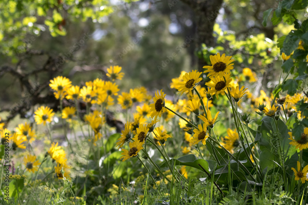 Obraz premium Golden Yellow Oregon Wildflowers