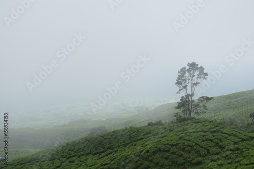 foggy day in dempo photo
