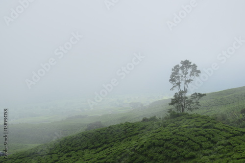 foggy day in dempo