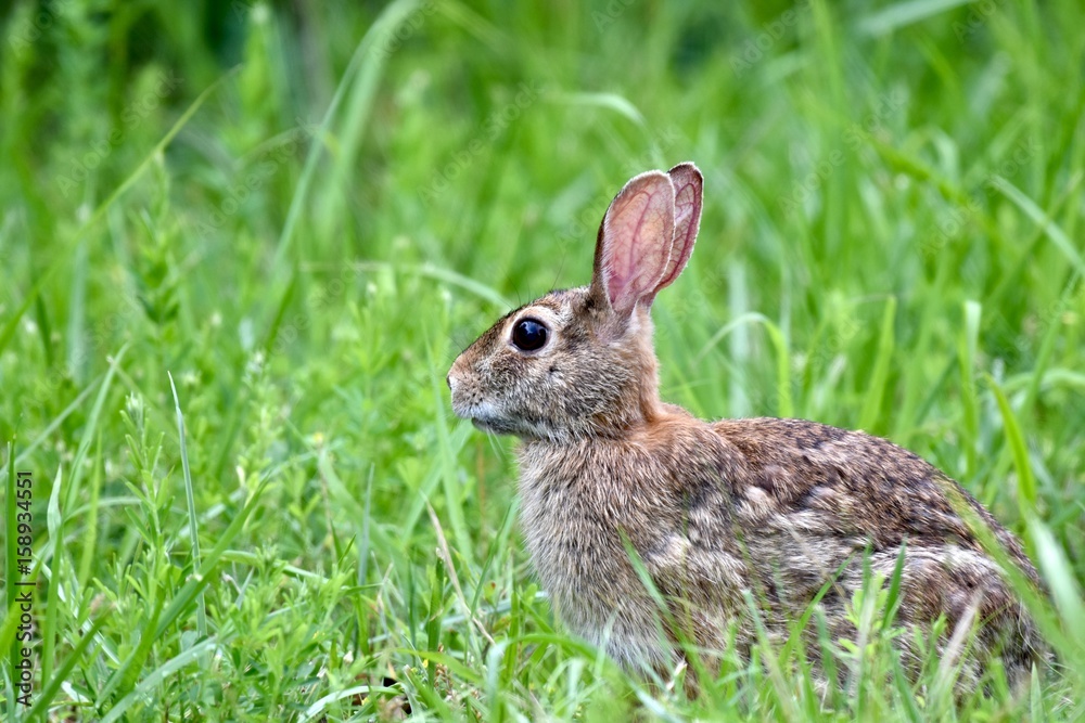 Fototapeta premium Eastern cottontail rabbit (Sylvilagus floridanus)