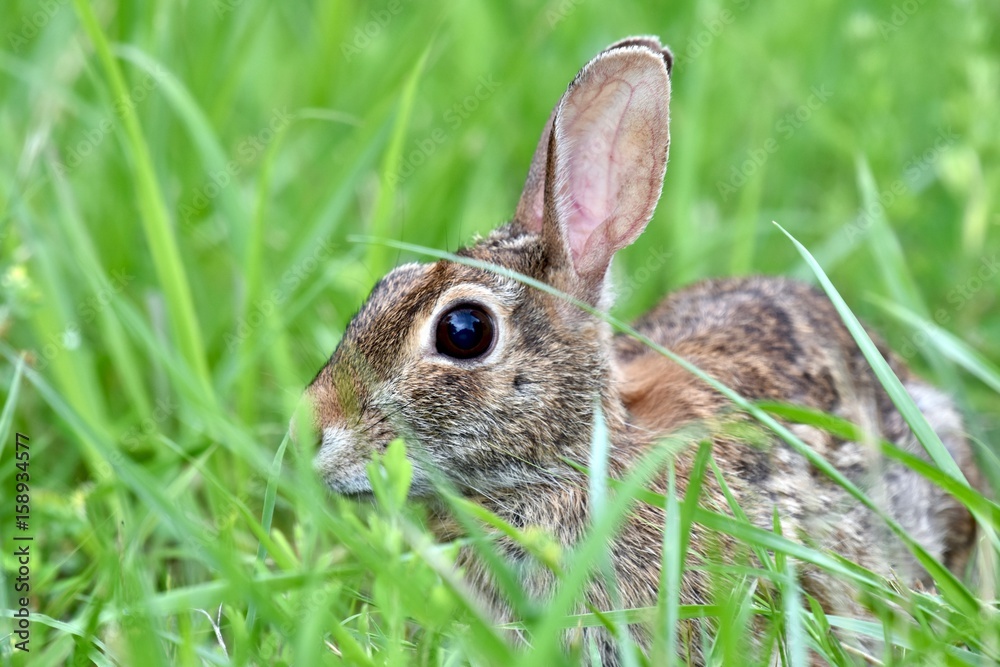 Fototapeta premium Eastern cottontail rabbit (Sylvilagus floridanus)