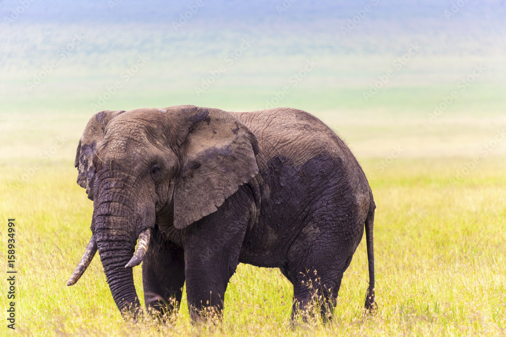 Old bull elephant Serengeti National Park Tanzania Africa 