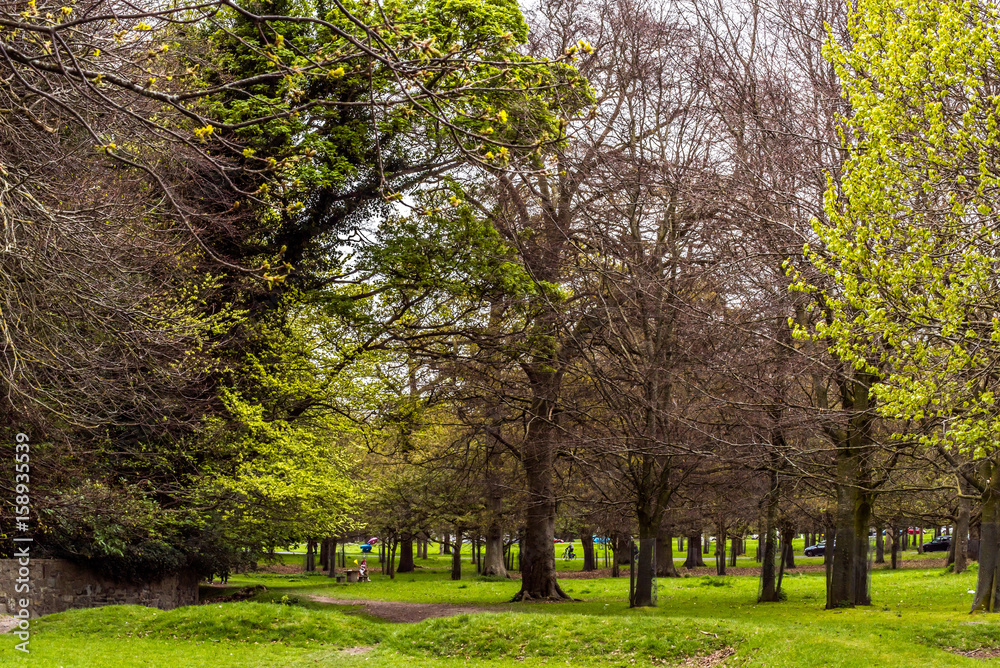 Green landscape, blue skies, Phoenix Park , Dublin, Ireland