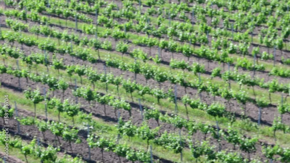 Aerial view on vineyard. Low DOF.