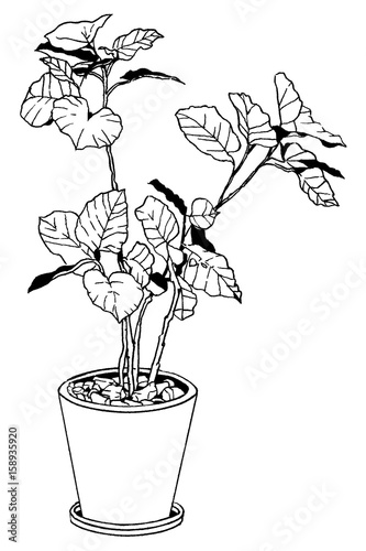 漫画風ペン画イラスト 観葉植物 Stock Illustration Adobe Stock