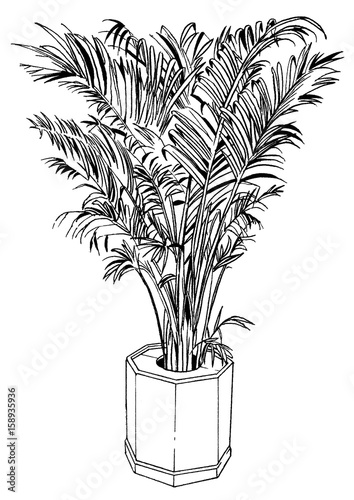 漫画風ペン画イラスト 観葉植物 Stock Illustration Adobe Stock