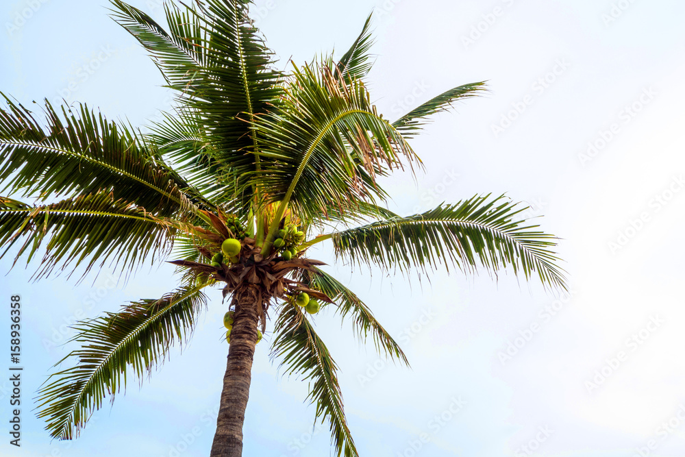 Coconut tree and the bright blue sky Coconut tree and the bright blue sky
