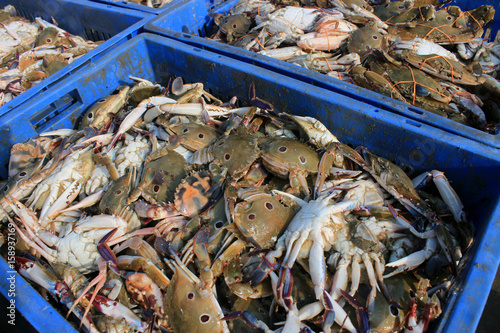 The Dungeness crab, Metacarcinus magister (formerly Cancer magister) at fish market in Digha, West Bengal, India. photo